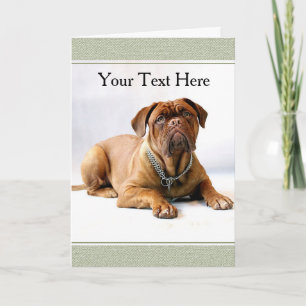 Mastiff / Hund auf weißem Hintergrund Grußkarte Karte