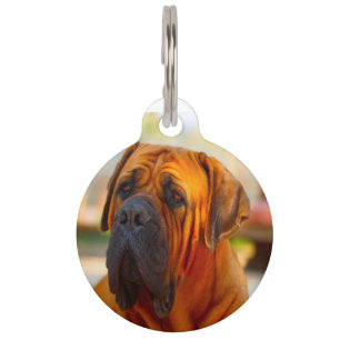 Mastiff-Hund. Haustiermarke