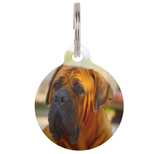Mastiff Hund. Haustiermarke (Vorderseite)