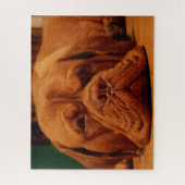 Mastiff Hund Rasse. Puzzle (Vertikal)