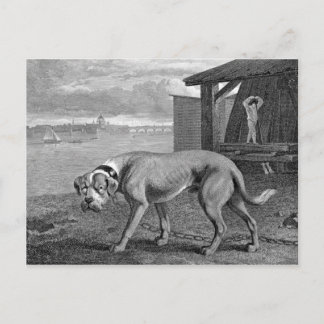 Mastiff-Hund-Vintage-Illustration Postkarte