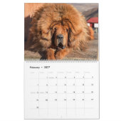 Mastiff Hunde, Mastiffs Kalender (Feb 2027)
