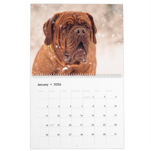 Mastiff Hunde, Mastiffs Kalender (Jan 2026)