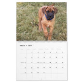 Mastiff Hunde, Mastiffs Kalender (Mär 2027)