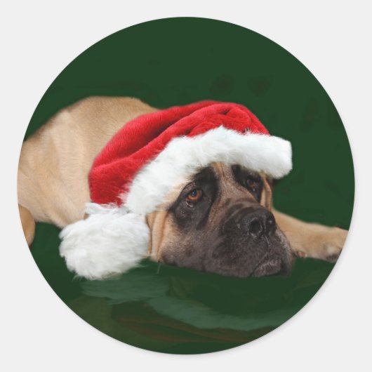 Mastiff in einer Weihnachtsmannmütze Runder Aufkleber (Vorderseite)