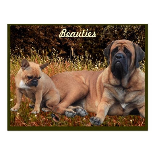 Mastiff mit französischer Bulldogge Postkarte