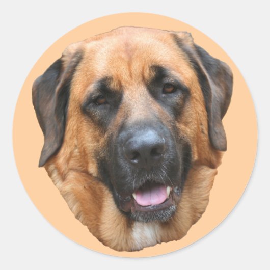 Mastiff Mix Dog Face Sticker (Vorderseite)