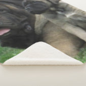 MASTIFF MUTTER UND PUP SHERPADECKE (3/4)