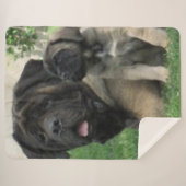 MASTIFF MUTTER UND PUP SHERPADECKE (Vorderseite (Horizontal))