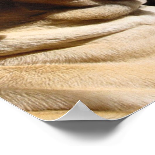 Mastiff Pair Poster (Ecke)