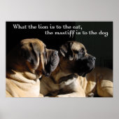 Mastiff Pair Poster (Vorne)
