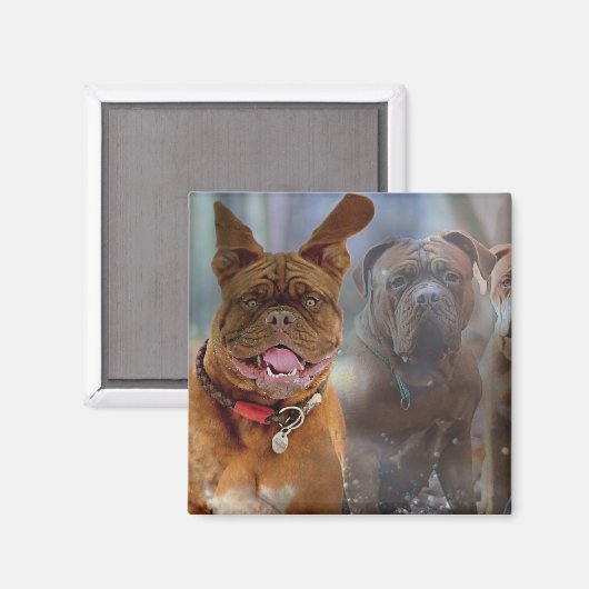 Mastiff Plus Magnet (Vorderseite/Rückseite)