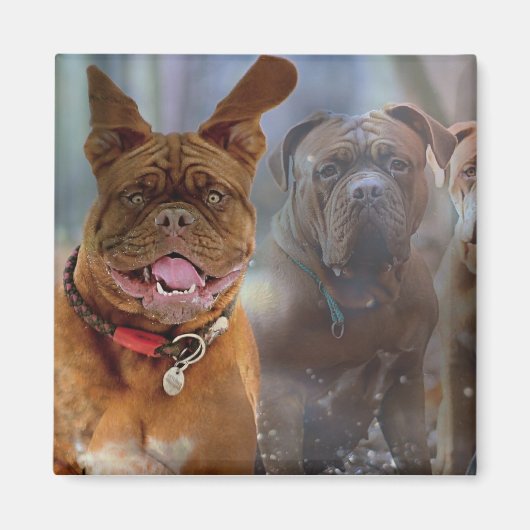 Mastiff Plus Magnet (Vorne)