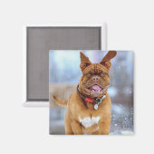 Mastiff Plus Magnet (Vorderseite/Rückseite)