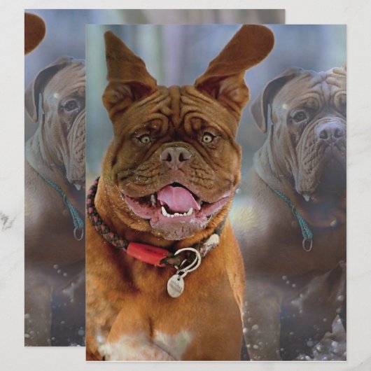 Mastiff Plus Paper (Vorne/Hinten)