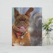 Mastiff Plus Paper (Stehend Vorderseite)