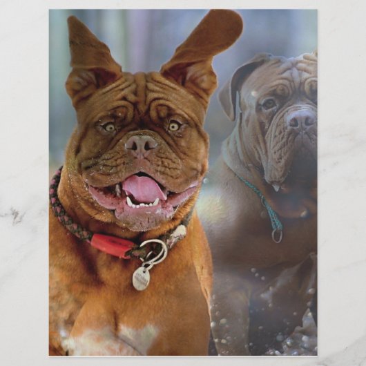 Mastiff Plus Paper (Vorderseite)