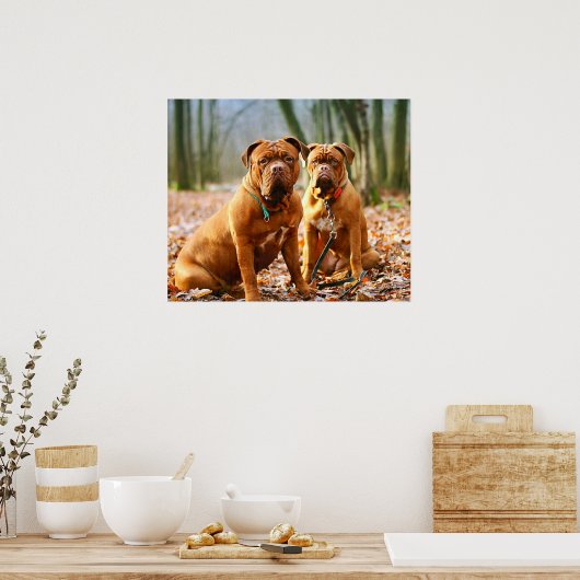 Mastiff Plus Poster (Küche)