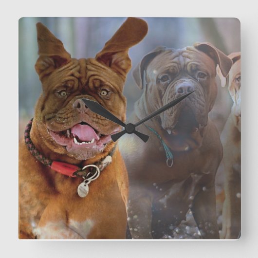 Mastiff Plus Quadratische Wanduhr (Vorderseite)