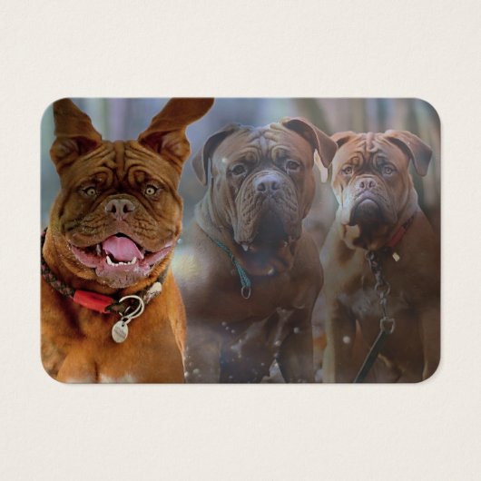 Mastiff Plus Visitenkarte (Vorderseite)
