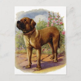 Mastiff Postkarte