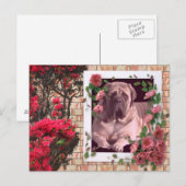 Mastiff Postkarte mit Blumen (Vorne/Hinten)