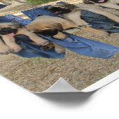 Mastiff Puppy Poster (Ecke)
