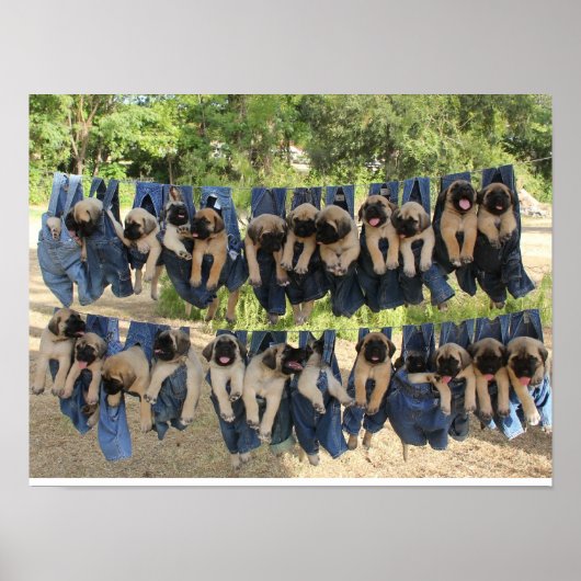 Mastiff Puppy Poster (Vorne)