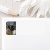 Mastiff-Rücksendeadresse (Insitu)