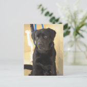 Mastiff/Schokolade Labrador Retriever Postkarten (Stehend Vorderseite)