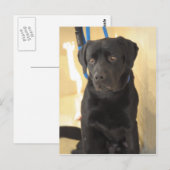 Mastiff/Schokolade Labrador Retriever Postkarten (Vorne/Hinten)