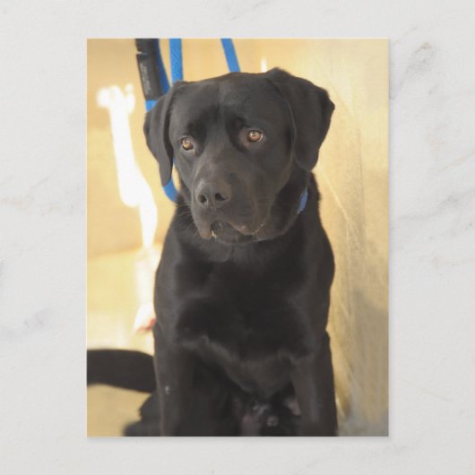 Mastiff/Schokolade Labrador Retriever Postkarten (Vorderseite)