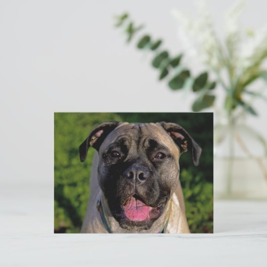 Mastiff Smile Postkarten (Stehend Vorderseite)