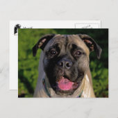 Mastiff Smile Postkarten (Vorne/Hinten)