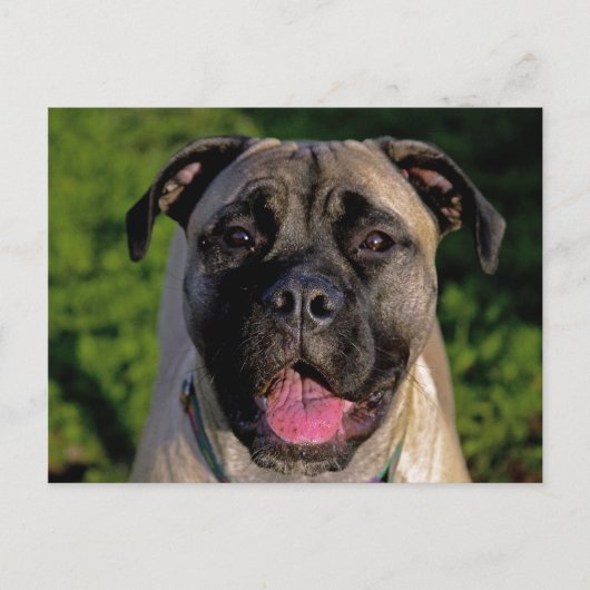Mastiff Smile Postkarten (Vorderseite)