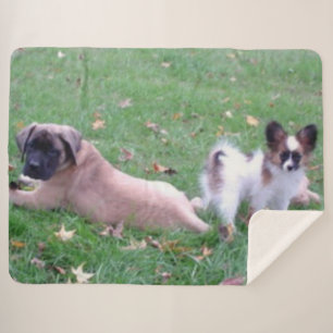 MASTIFF und PAPILLON PUPPYS Sherpadecke