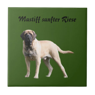 Mastiff  Urlaub English Mastiff Fliese