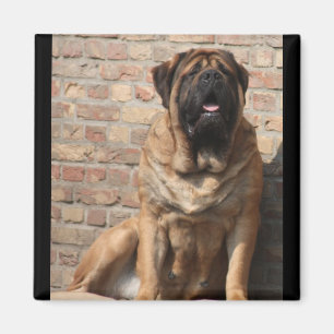 Mastiff Vatertag Best Friends  Magnet