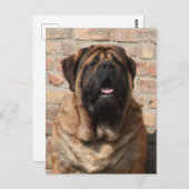 Mastiff Vatertag englische Dogge, Postkarte (Vorne/Hinten)