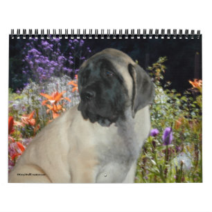 Mastiff-Welpen-Kalender Kalender