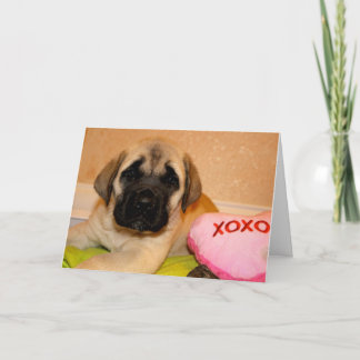 Mastiff Welpenvalentkarte Feiertagskarte