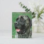 Mastiff, Yarravilles Kronjuwel Postkarte (Stehend Vorderseite)