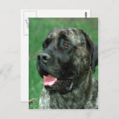 Mastiff, Yarravilles Kronjuwel Postkarte (Vorne/Hinten)