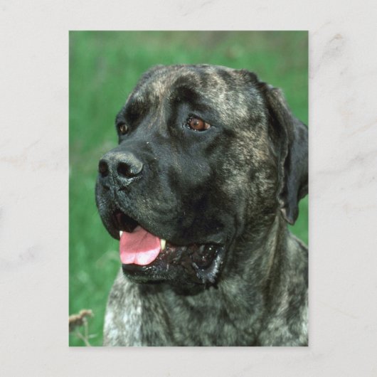 Mastiff, Yarravilles Kronjuwel Postkarte (Vorderseite)