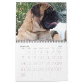 Mastiffs Kalender (Feb 2027)