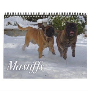 Mastiffs-Kalender Kalender