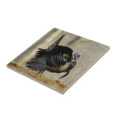 Masttruthühner, Illinois Fliese (Seite)