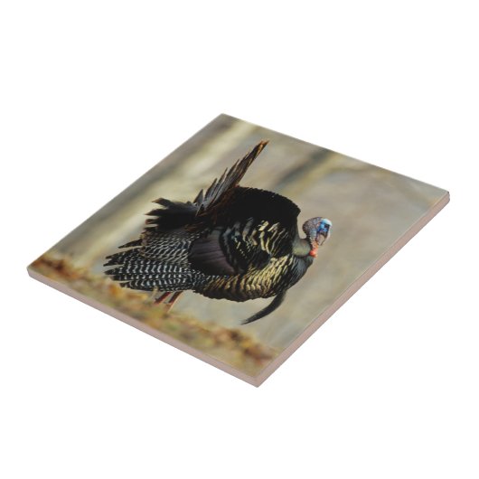 Masttruthühner, Illinois Fliese (Seite)