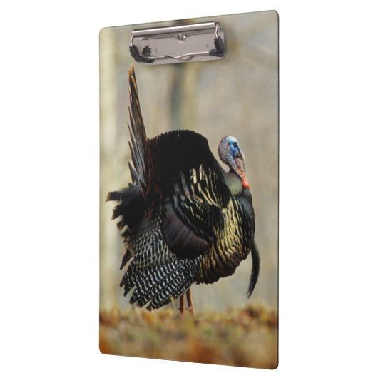 Masttruthühner, Illinois Klemmbrett (Links)