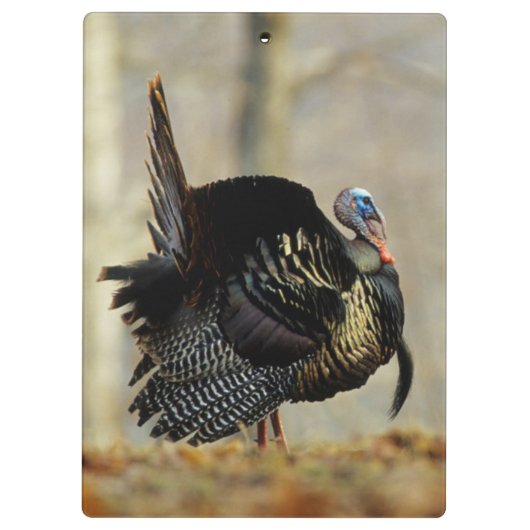 Masttruthühner, Illinois Klemmbrett (Rückseite)